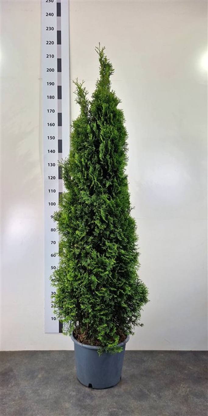 Thuja occ. 'Smaragd' - C20 180-200 CM